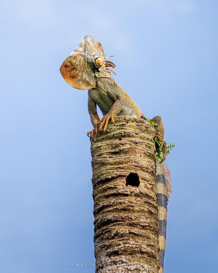 The Babylon Suite Tortuguero Eksteriør billede